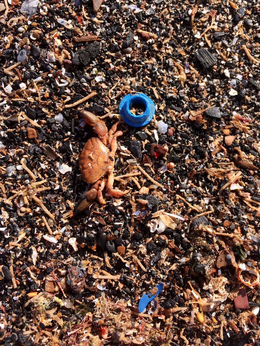 LitRivus's tweet photo. Surprises in the tide pools today. Cute young #electricray #torpedomarmorata, dead crabs and #plasticpollution, tiny shrimps everywhere and nice #crab. Pity these pools suffer much from visitors (local and tourists) spoiling the resources #Cortadura #Cadiz https://t.co/7K3an2gmZh