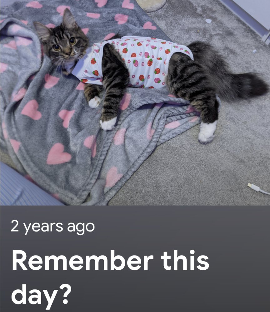 Yes...yes I do remember this day!!!! What the actual...?? The day I was spayed and they dressed me in a strawberry t-shirt 😂🙄 #catsofinstagram #catsoftwitter #cats #mainecoon #rescuecat #rescuekitten #tabbytroop #TABBY #Shameful #wtaf #memories #gatos