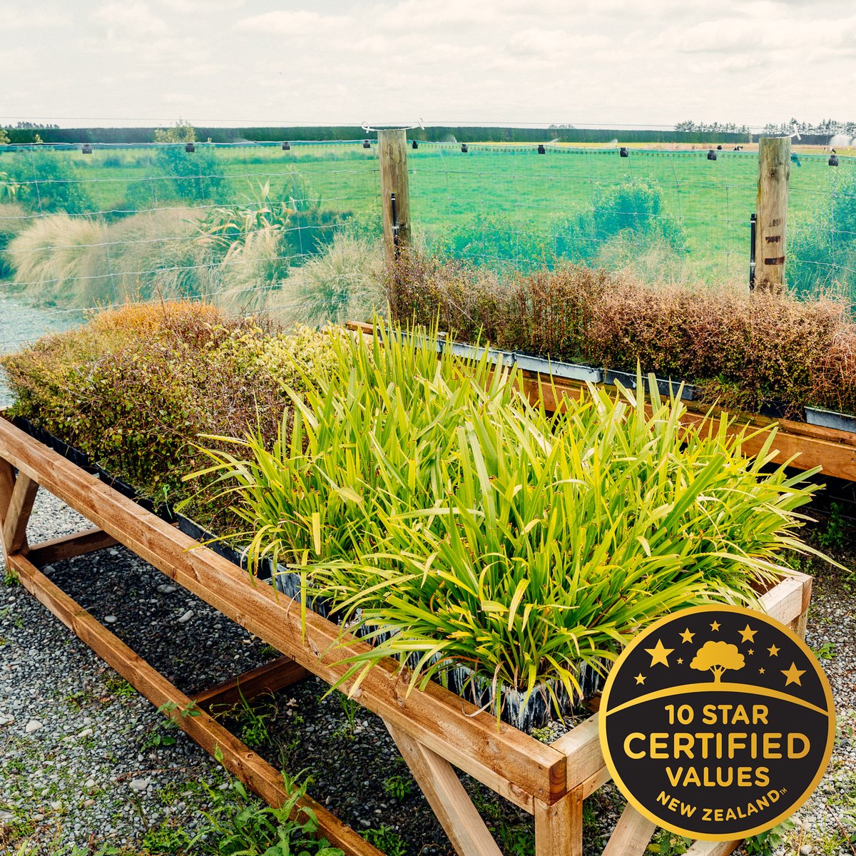 Here's a native plant nursery from one of our New Zealand 10 Star Butter farms! 💚 As just one of the many pledges that are part of our 10 Star Certification, click the link to discover the rest... 💭

lewisroadcreamery.com/pages/our-3rd-…