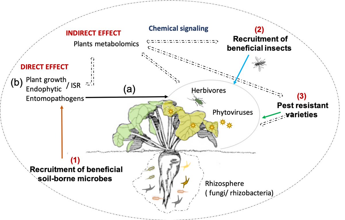 Nouvelle publication de la "sugar beet team" en Entomologie à <a href="/AgroBioTech/">Gembloux Agro-Bio Tech</a> <a href="/UniversiteLiege/">Université de Liège</a>: approches multiples pour des alternatives aux néonicotinoïdes et un itinéraire de bio-contrôle des pucerons vecteurs de jaunisses virales en betteraves mdpi.com/2077-0472/12/1…