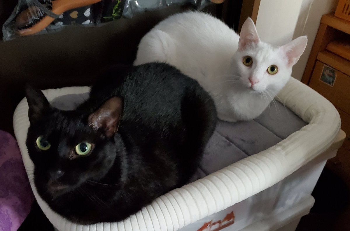 おててないない

猫たまらんなぁ❤️