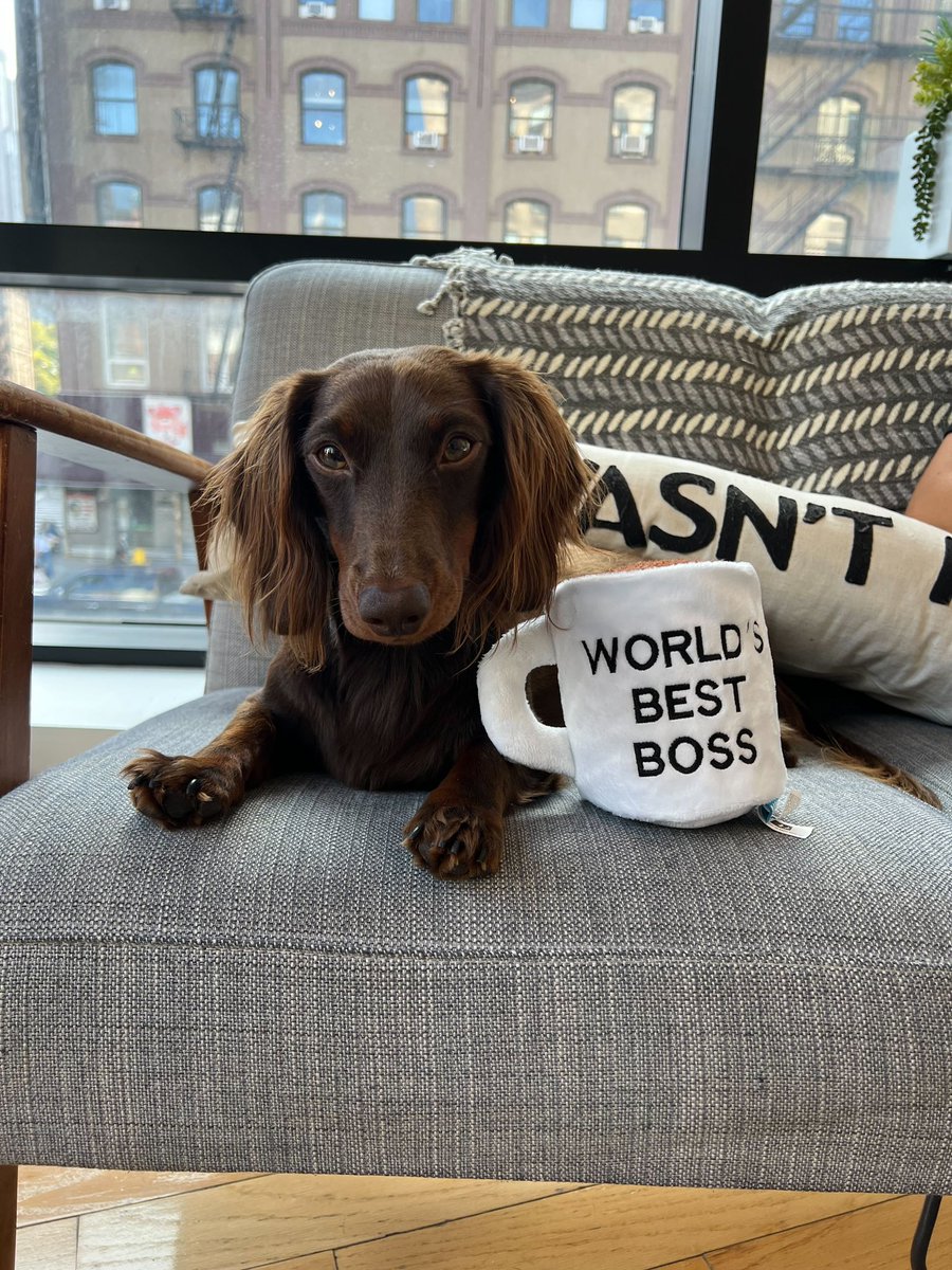 HELLO @rainnwilson it is I, the personification of a dog company &amp; office SUPERfan ☕⭐ could I send Diamond &amp; the fam some of our new dog toys maybe??