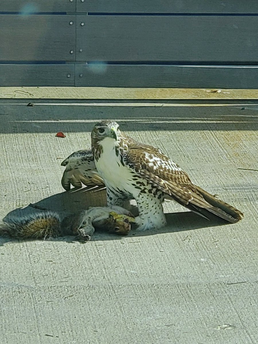 KnowlesEdge's tweet image. Red-tailed hawk and a doomed eastern gray squirrel
