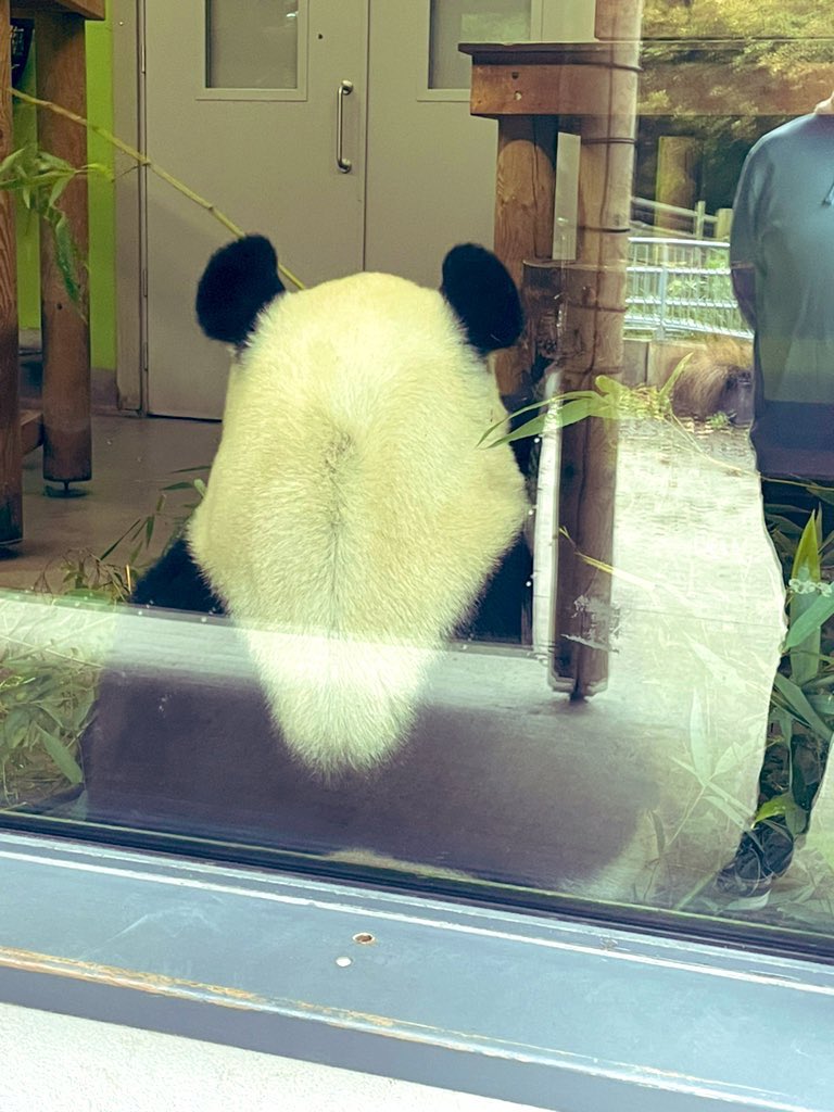 cloann199's tweet photo. Spot the giraffe π¦ #Edinburgh #Edinburghzoo #zoo #griaffe #panda #edinburghpanda https://t.co/rfhxJKFQJa