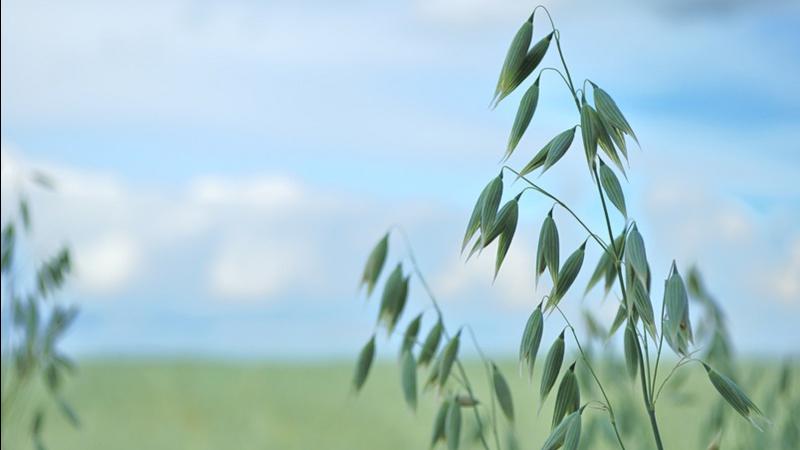farmnewsnow's tweet photo. Research to support claims oats prevents disease https://t.co/W1xu5IXGbp https://t.co/Gb1j4UnlVi