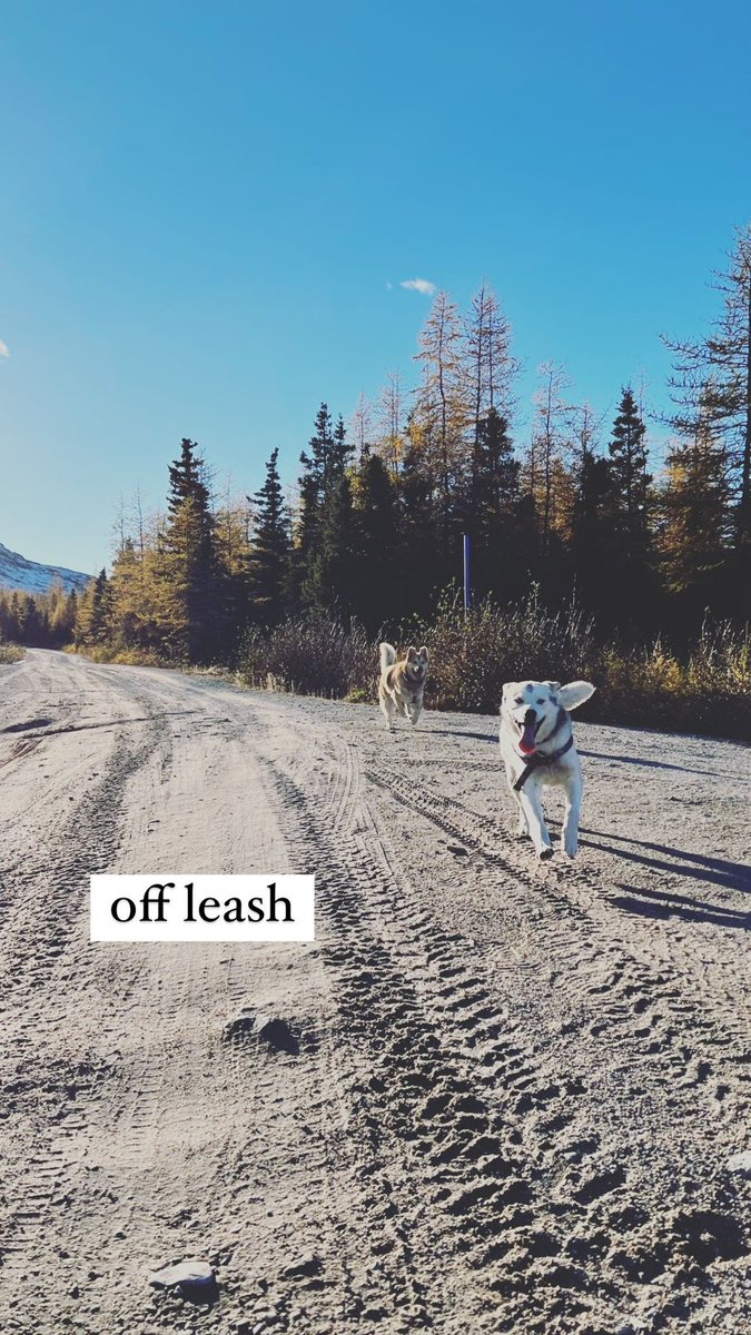 after work, i took Fjord &amp; Jack for a walk and roamed around off their leash. #instagramsawitfirst ✨