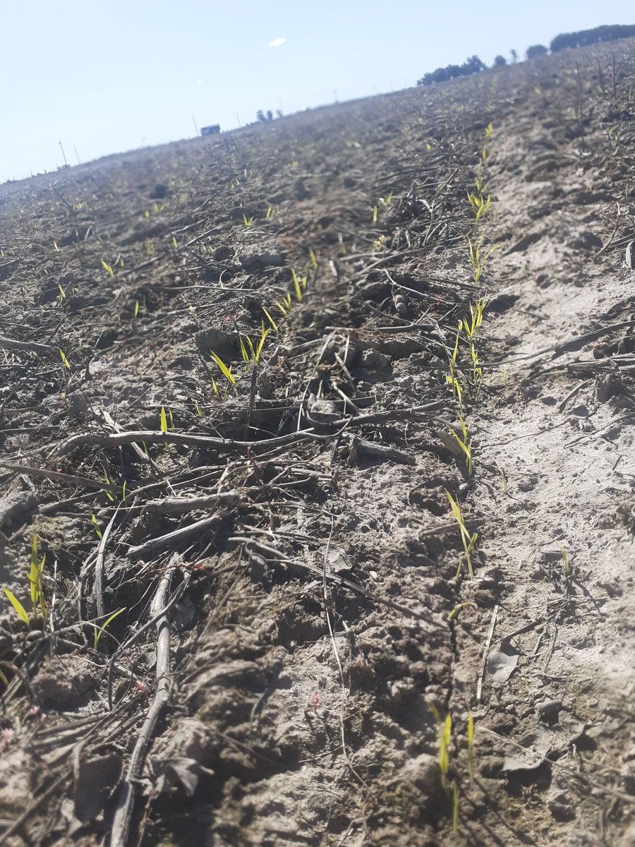 Variedad Inia Merin, semilla tratada con Fertiactyl gramíneas + Fertileader axis de <a href="/TimacAgroUy/">TIMAC AGRO Uruguay</a> , FS 19/9, implantación complicada por bajas temp. #CasaroneAgroindustrial 🌾