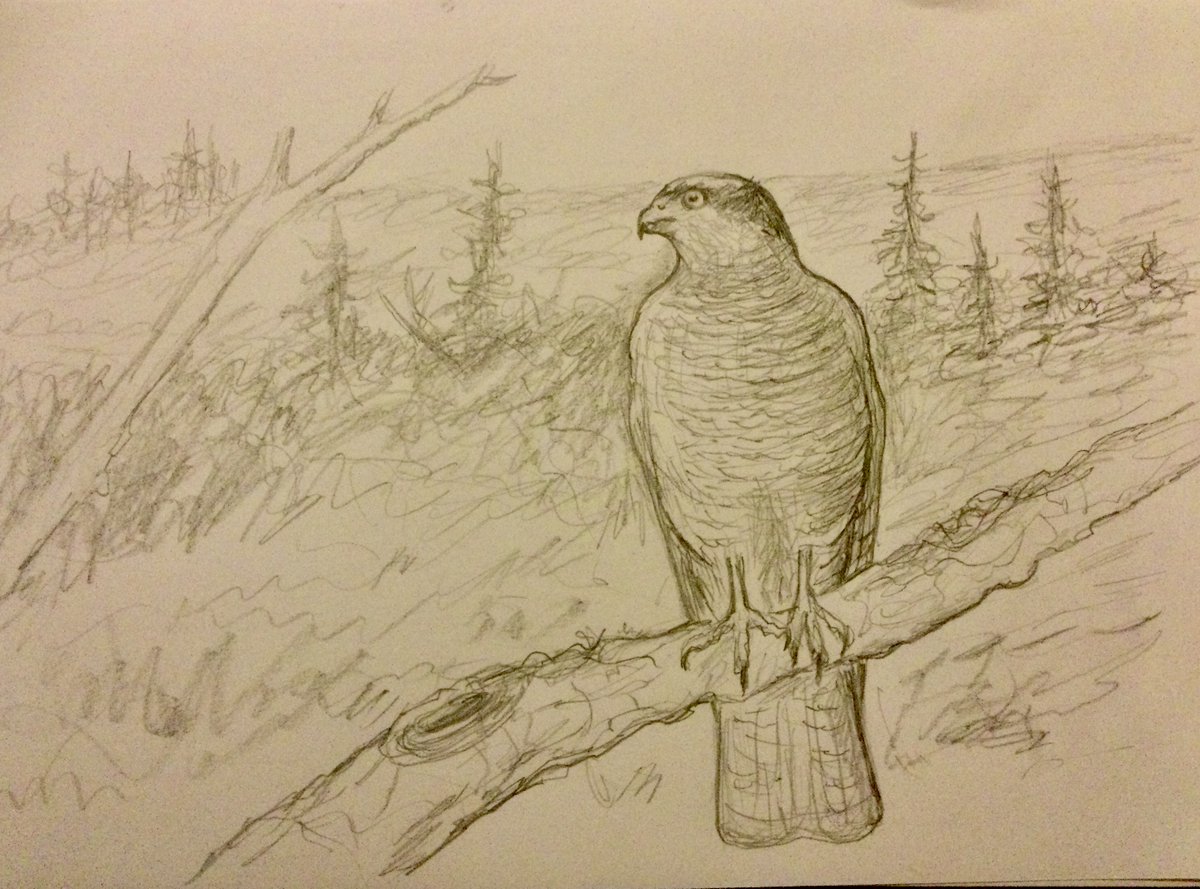A bit of #Goshawk doodling, one of the truly fantastic successes of British bird comebacks over recent times, pencil sketch 👍