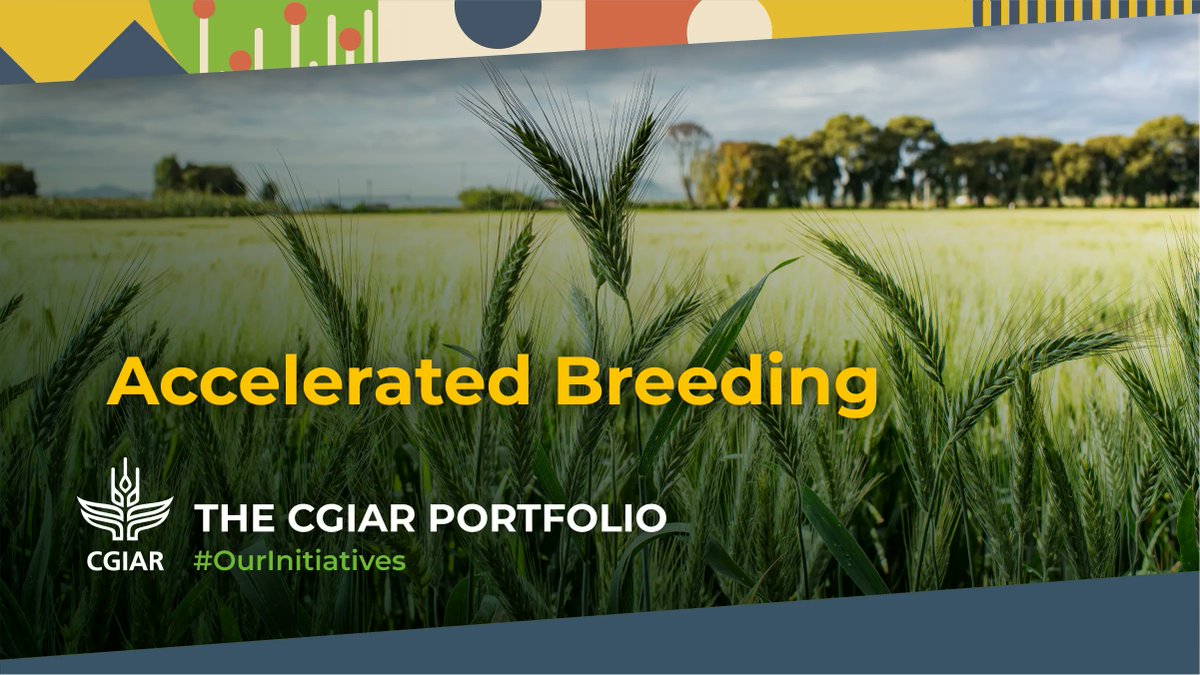 Climate change, population growth, resource constraints: our crops have a lot to keep up with. #OurInitiatives equip farmers with improved varieties they can use now and in the future: on.cgiar.org/AcceleratedBre… #AcceleratedBreedingInitiative #OneCGIAR @CGIAR_EiB @BiovIntCIAT_eng