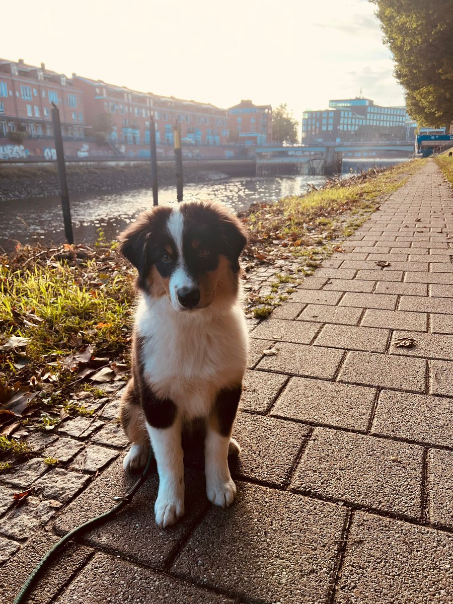🐶