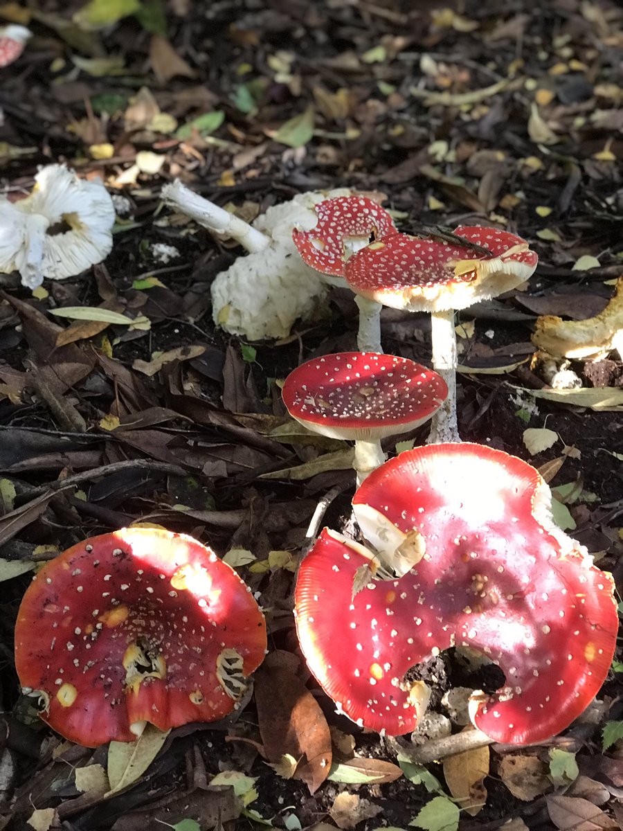 view landscaping tweet media