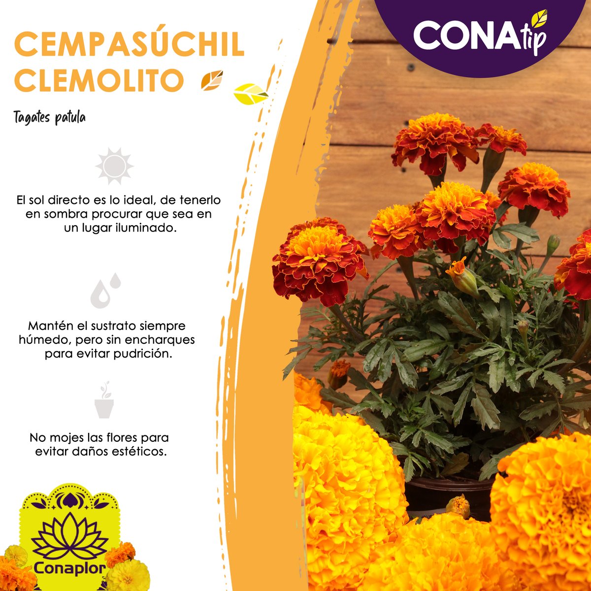 conaplor's tweet photo. En este miércoles de #conatip les dejamos los cuidados básicos del Clemolito, una de nuestras variedades de cempasuchil. 🌼🌿
¿Ya tienes el tuyo?
#Conaplorestuconexiónconlanaturaleza
#Tusuperdeplantas #tipsdeplantas #plantlovers #plantas #cempasúchil https://t.co/yfnRrF7gLY