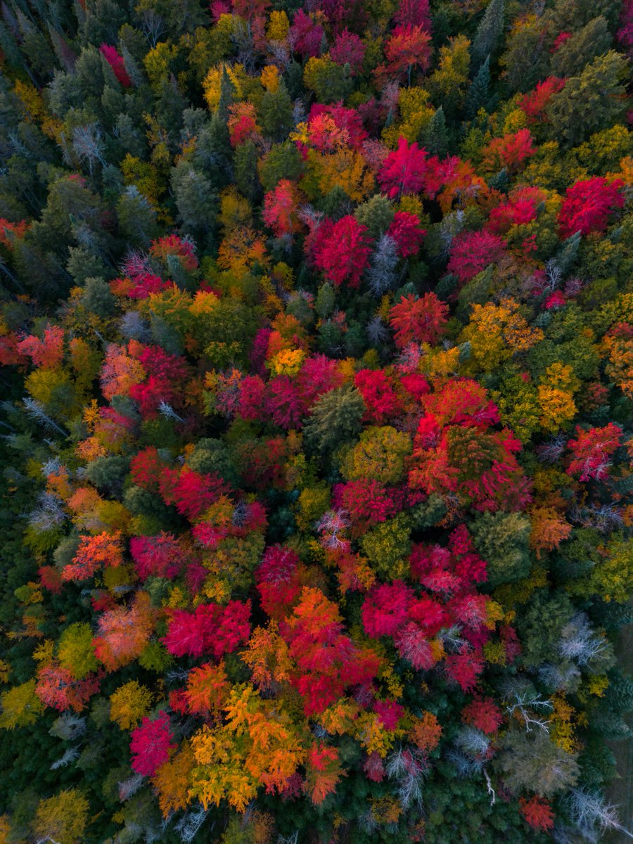 Dominick tweet media