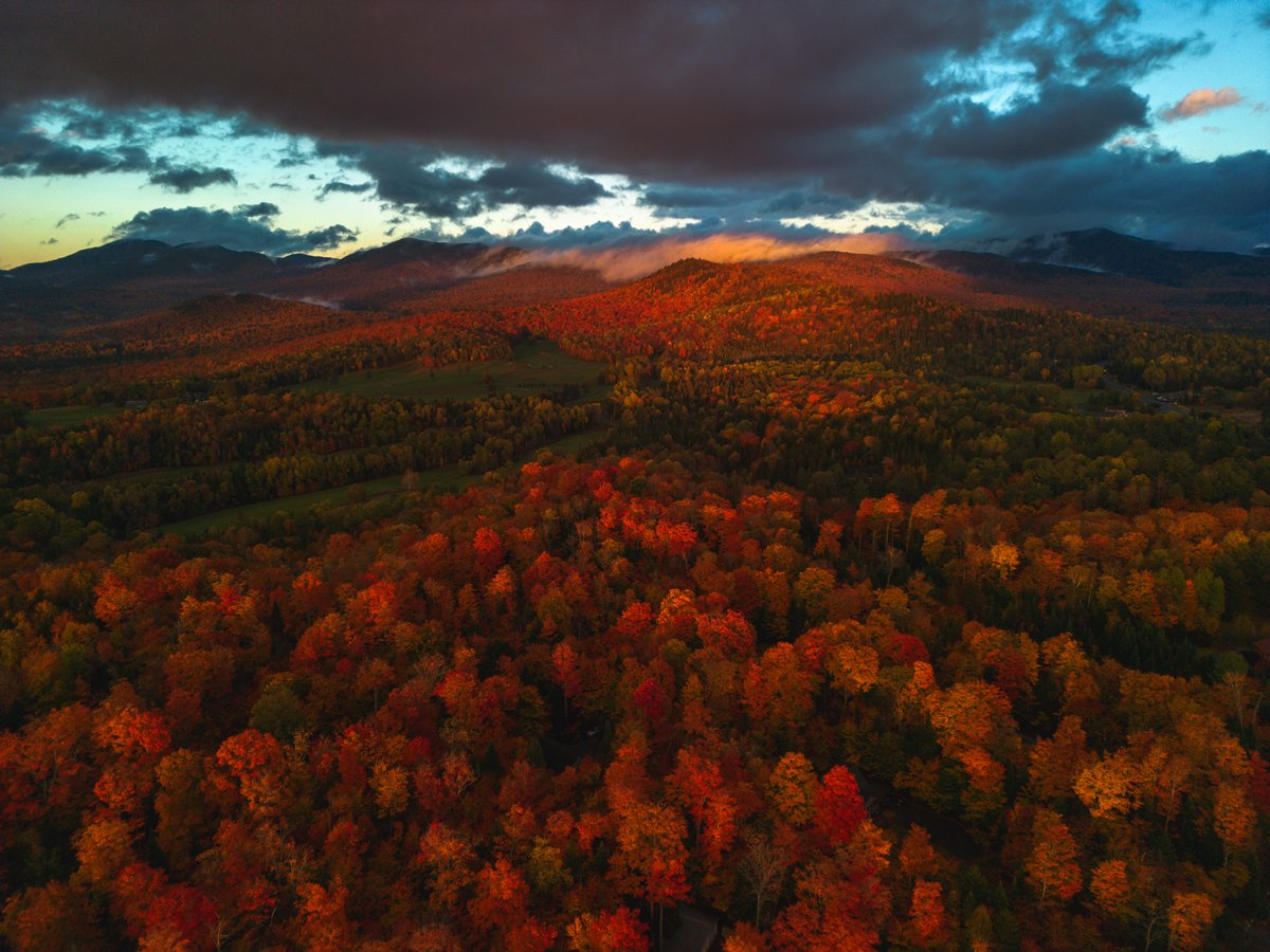 Dominick tweet media