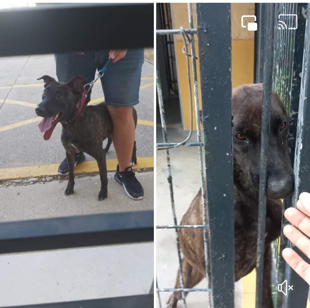 ⛔️ Foto del momento que la abandonan en perrera
Ella se ve con su cara de entusiasmo aún sin saber que la van a abandonar en una jaula 😢 
Ha perdido bastante peso 😢
652 22 11 78 
699 73 13 30
Confiada, alegre, sin imaginar que le rompería el corazón 💔😢 
Perrera de Jerez