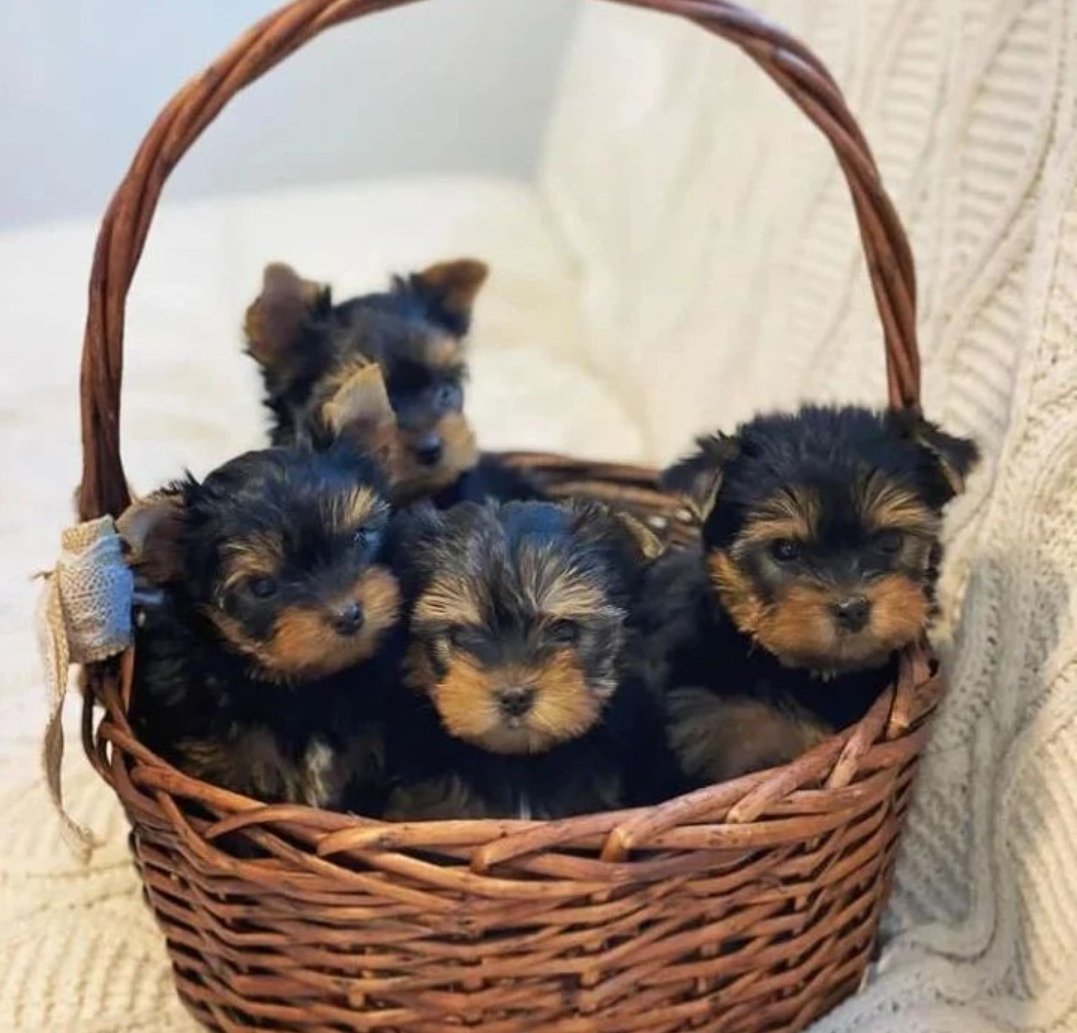 Stephan27294474's tweet photo. Hello out there , we have cute and amazing teacup Yorkie puppies Available, if you're willing to love and spoiled them . We will gladly offer th to your family. They're all vet checked, dewormed, potty trained and will be coming alongside with paperwork. They are affordable. DM https://t.co/e7TEzI0mbv