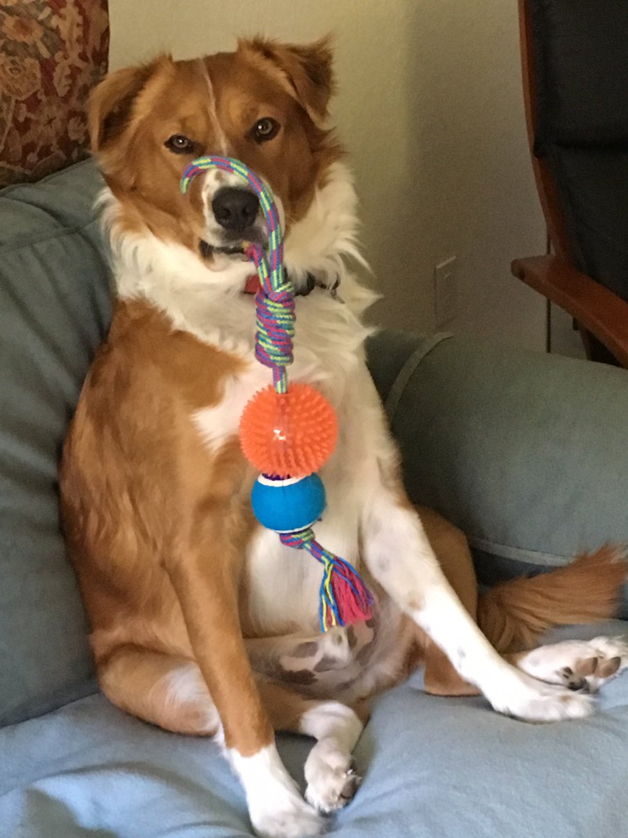 ejurado53's tweet photo. #Axyl
#RescueDogs
#AdoptDontShop
#dogsoftwitter
#birthdayboy ๐ https://t.co/FJhJQ3sTp2