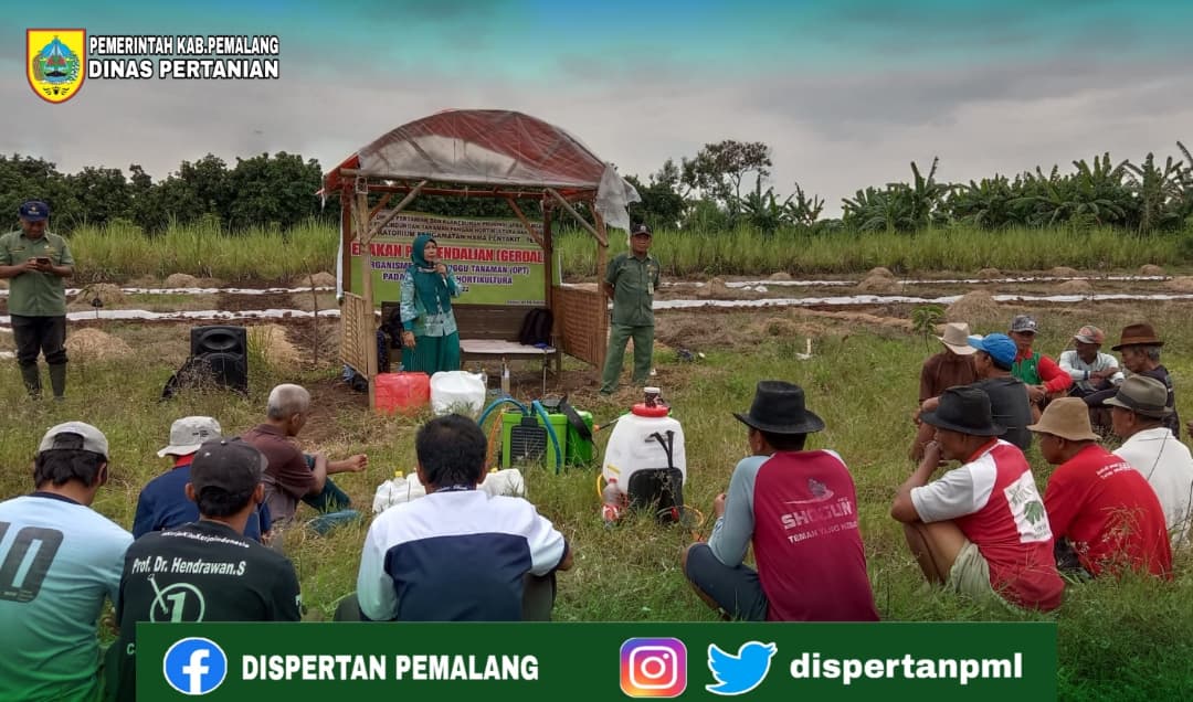 distanparikpml's tweet photo. Dinas Pertanian Kabupaten Pemalang melakukan Gerakan Pengendalian (GERDAL) Organisme Pengganggu Tanaman. Pada Komoditas Hortikultura Tanaman Mangga di Kelurahan Widuri.
.
.
#dispertan #pemalang #opt https://t.co/iaLAlgItb8