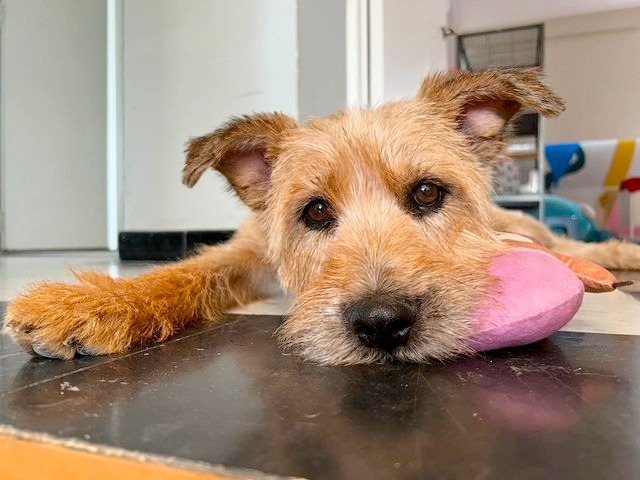 OMEYOCANAC's tweet photo. #Gracias💖 a ti que nos 🐾#apoyas y no dudas de nuestra labor, es que 🐶Berenjena tuvo la oportunidad de tener una familia y no morir en un antirrábico.
Antes era un 🐶perrito sin hogar con el tiempo contado y hoy es 🐶BERENJENA con Hogar y con un 😍futuro X delante. https://t.co/hz4BCTGkzl