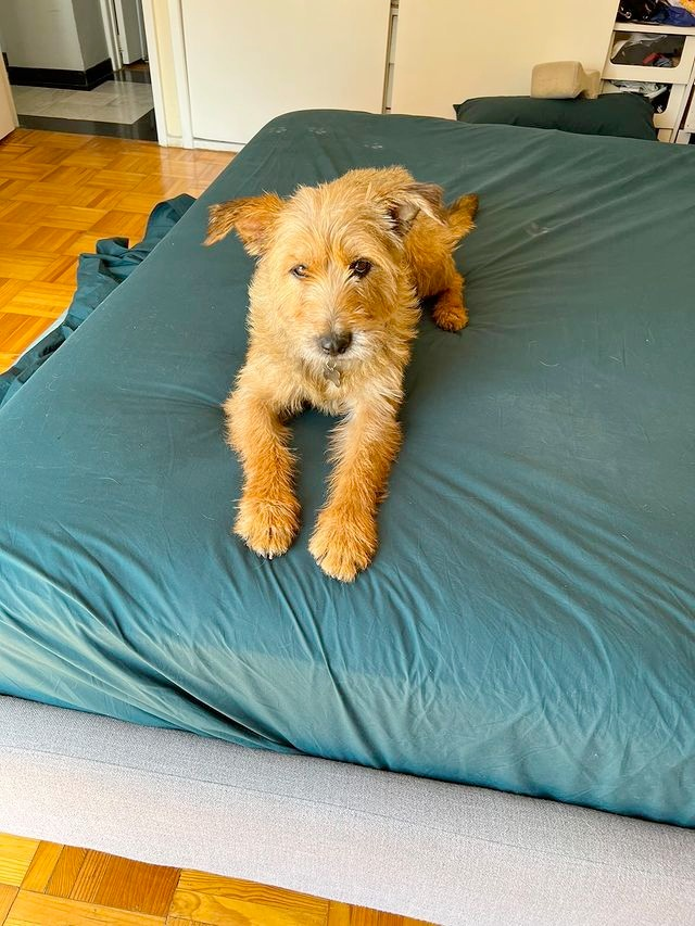 OMEYOCANAC's tweet photo. #Gracias💖 a ti que nos 🐾#apoyas y no dudas de nuestra labor, es que 🐶Berenjena tuvo la oportunidad de tener una familia y no morir en un antirrábico.
Antes era un 🐶perrito sin hogar con el tiempo contado y hoy es 🐶BERENJENA con Hogar y con un 😍futuro X delante. https://t.co/hz4BCTGkzl