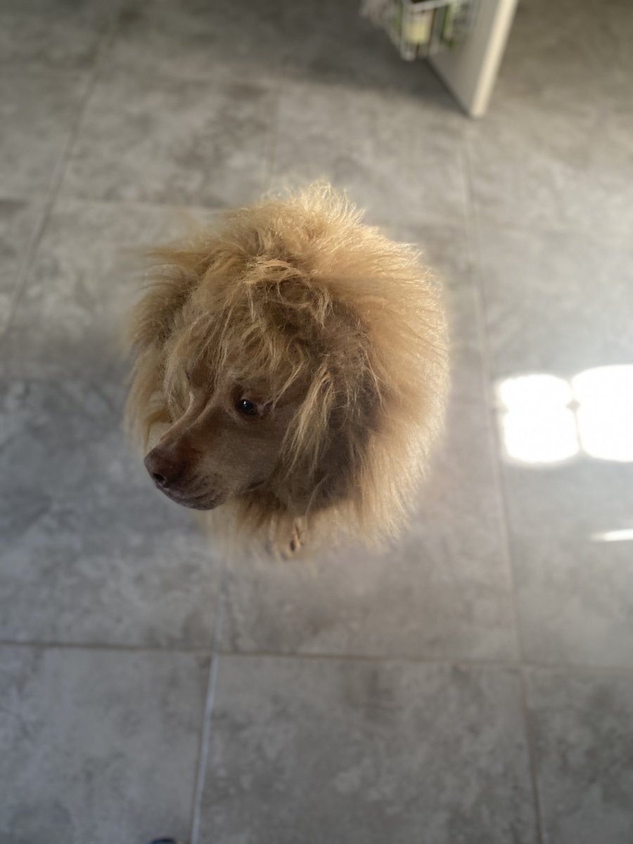 Jukas85's tweet photo. @dog_rates Hercules looks like Fletcher’s twin and Chance will be Simba again this Halloween ❤️ https://t.co/fbBZlA1Juw