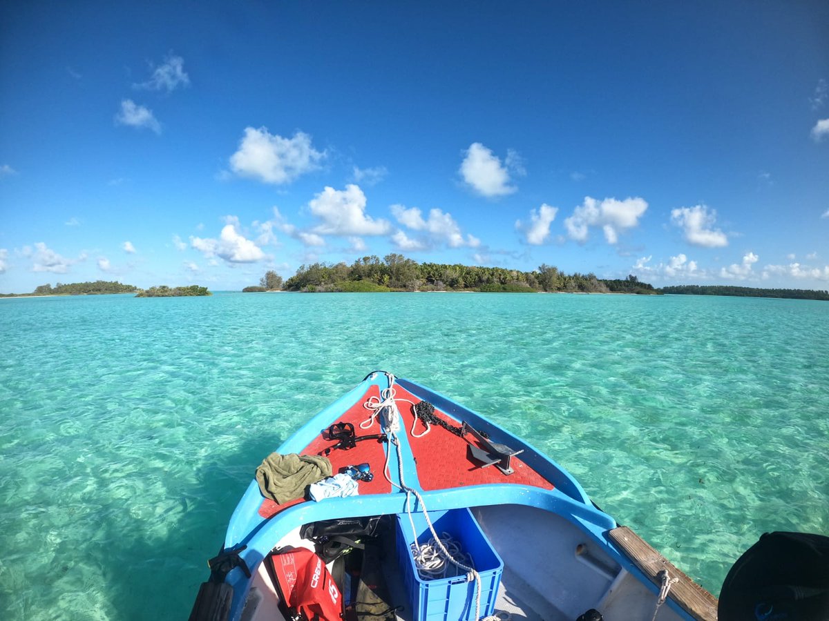Meeuwig lab (@meeuwiglab) on Twitter photo Fieldwork has started in the Seychelles. PhD student <a href="/NicoFassbender/">Nico Fassbender</a>, working with the <a href="/saveourseas/">Save Our Seas</a> Foundation, will be shark tagging around D'Arros Island and Saint Joseph's Atoll this afternoon. Fieldwork has started in the Seychelles. PhD student <a href="/NicoFassbender/">Nico Fassbender</a>, working with the <a href="/saveourseas/">Save Our Seas</a> Foundation, will be shark tagging around D'Arros Island and Saint Joseph's Atoll this afternoon.