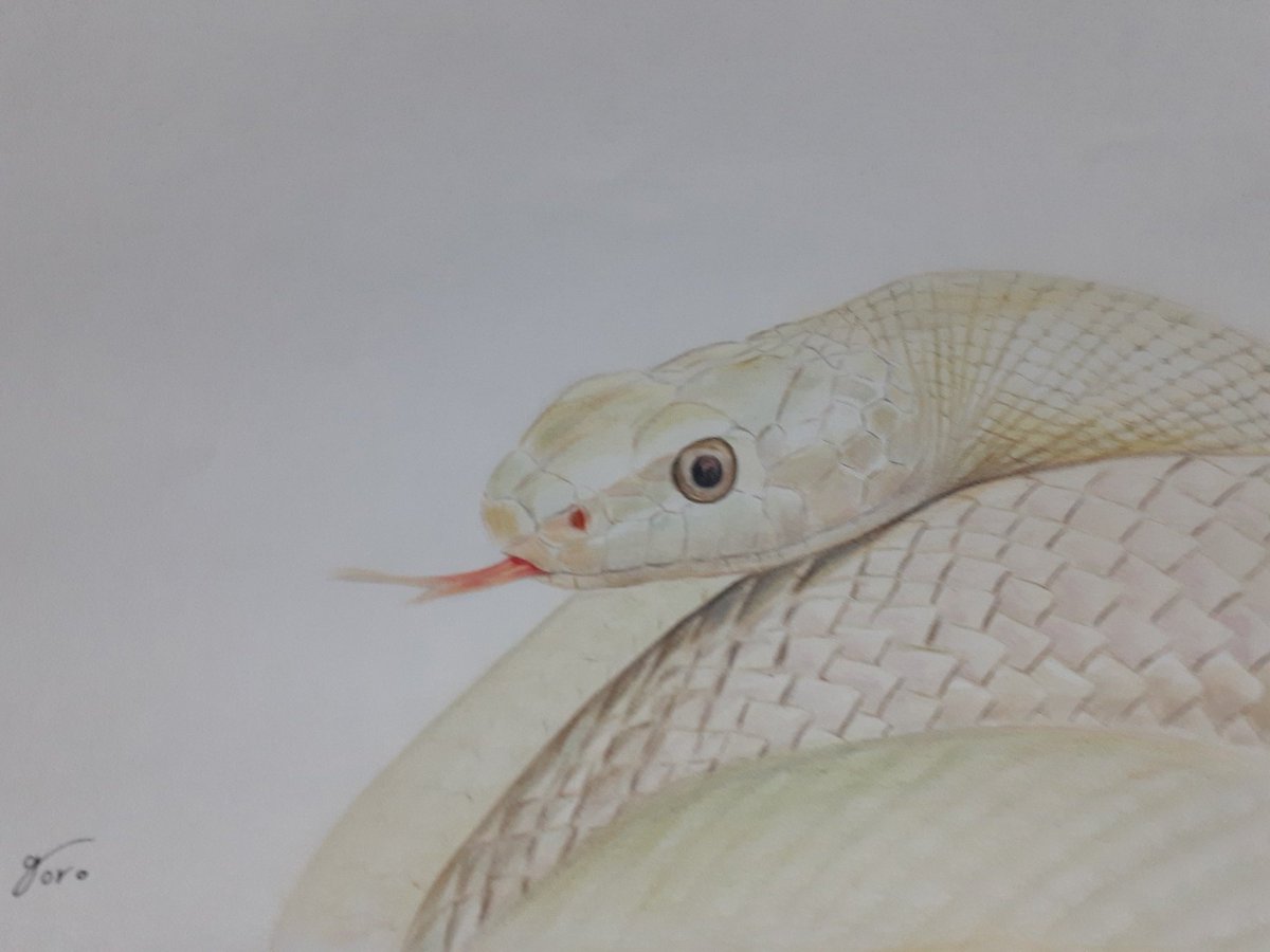 ﾍﾋﾞ のイラスト マンガ コスプレ モデル作品 214 件 Twoucan