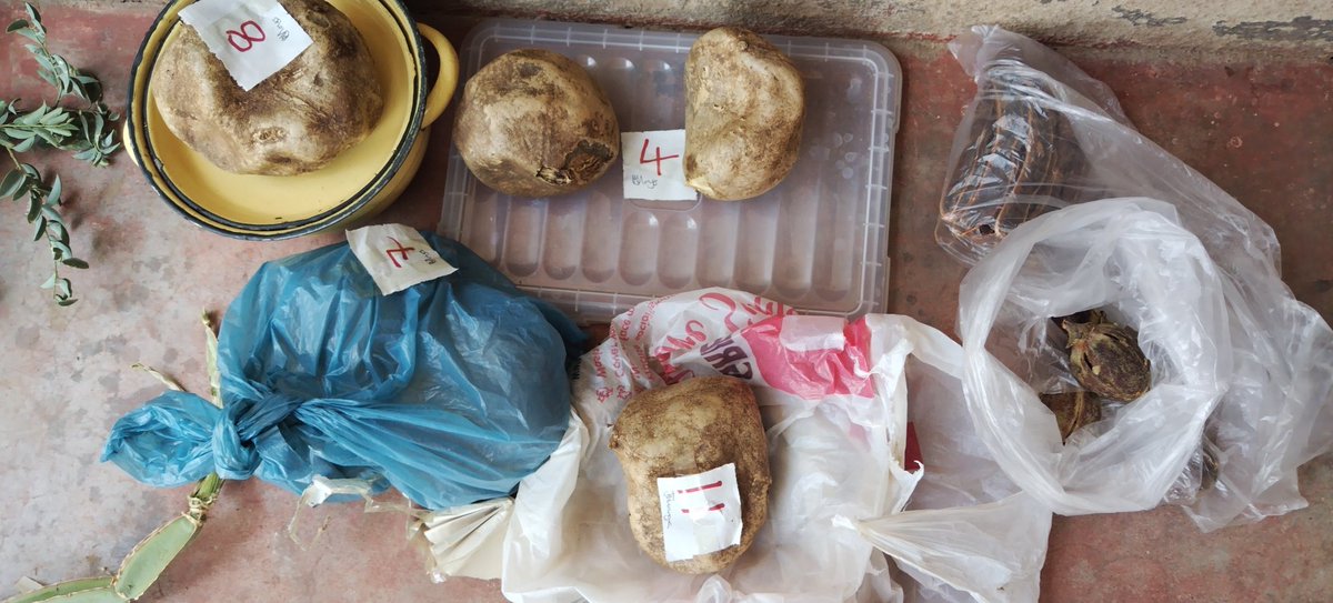 Indigenous tubers which look like potatoes are locally called #madhami in the Nambyan language. Interestingly, you can chew them, they are sweet and then after, you can drink #Maheu, without sugar but still enjoy the sugar taste. #Indigenous knowledge systems for CC adaptation.