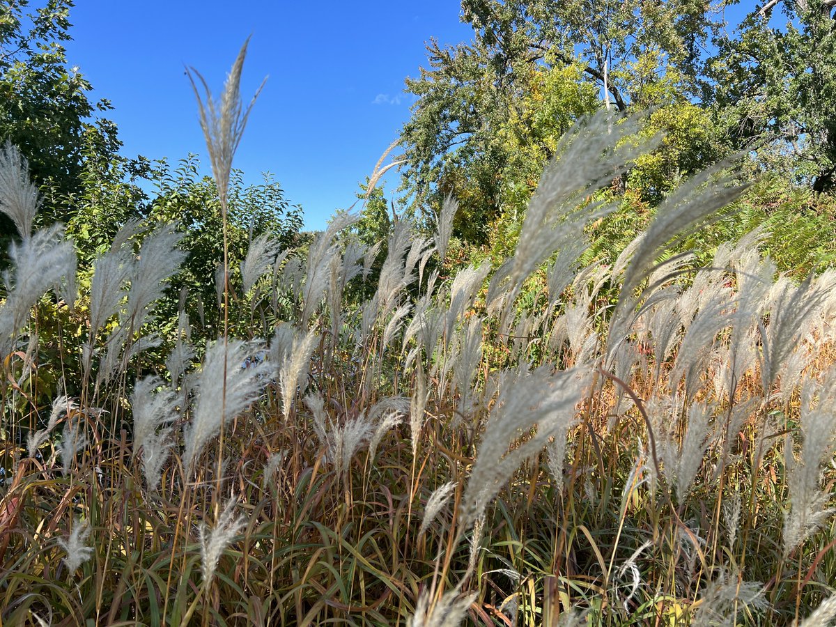 SativaShower💨 tweet media