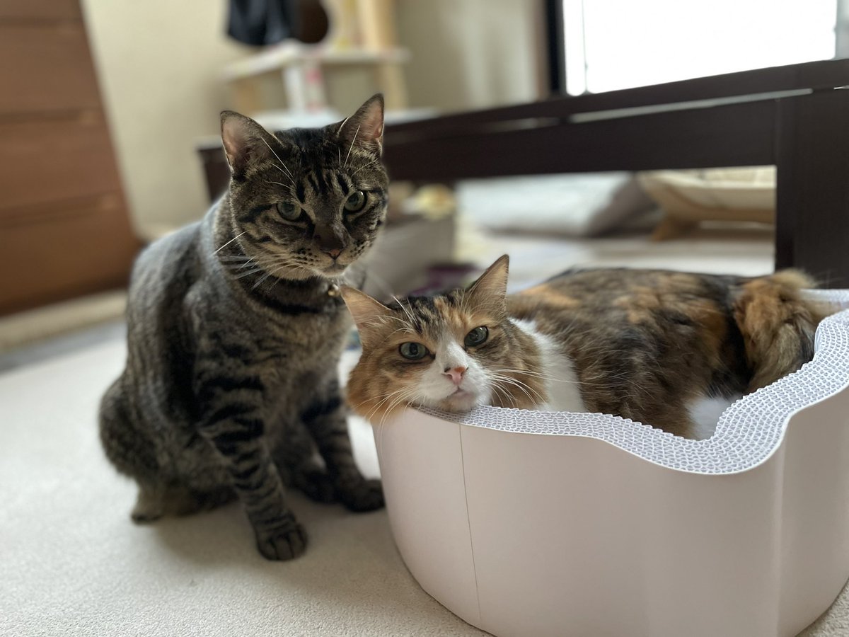 merukokocat's tweet photo. メルが大好きなはっさくと、仕方無いから舐められてるメルの温度差😂
#healthype さんの爪研ぎ届いたら即お気に入り🐾
#キジトラ #ねこ #猫 #長毛縞三毛 #猫好きさんと繋がりたい https://t.co/sMQBdWp8CL