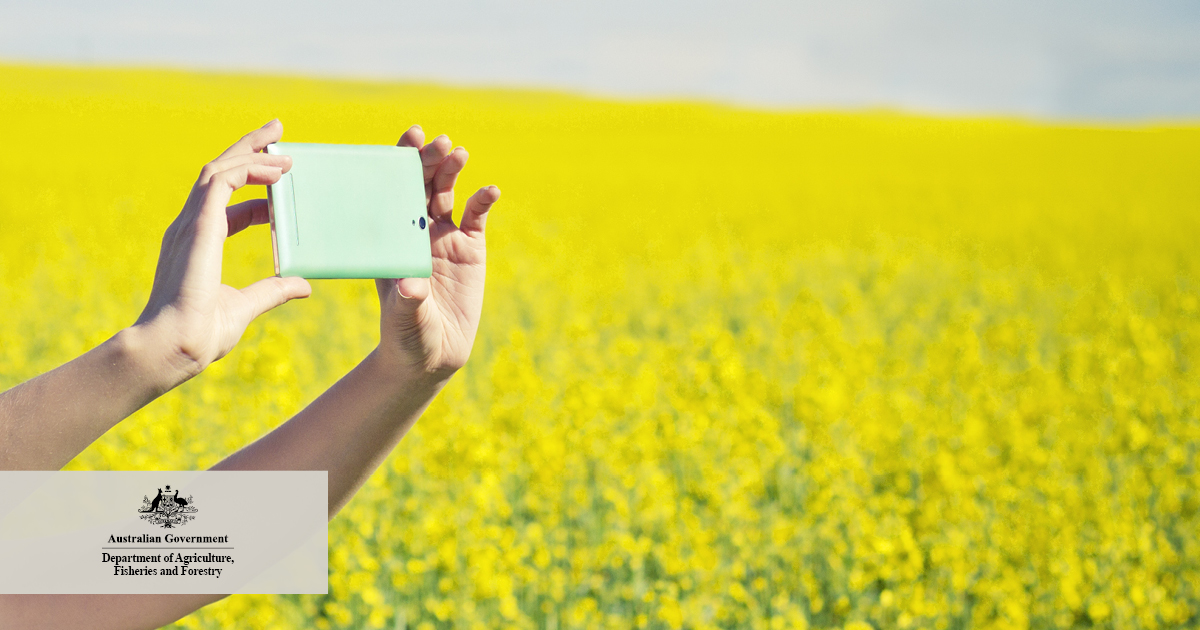 DAFFgov's tweet image. Don’t be selfish, canola selfies are a #biosecurity risk.

Visitors, vehicles and equipment can carry diseases, pests and weed seeds onto properties.

Learn more about pests, diseases and weeds here: fal.cn/3sGLX

#BiosecurityMatters