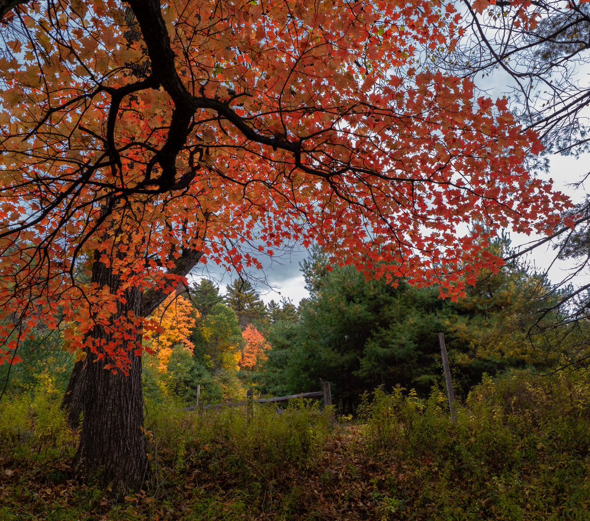 Dominick tweet media