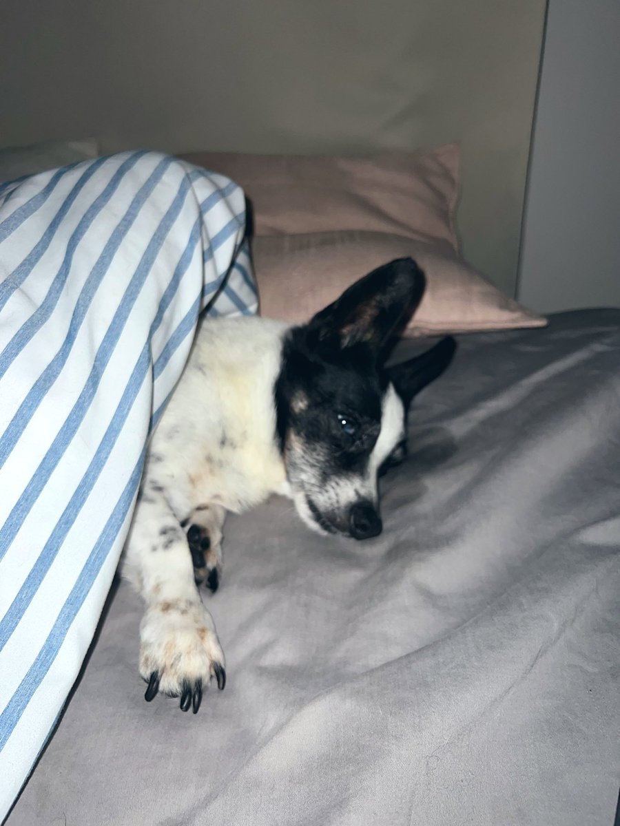 I have a different lap dog/study buddy this week! This is Bender, who my brother rescued in 2007, became our family dog, but took when he moved out of home. It’s been great getting Bender cuddles again (shhhhh don’t tell Scooter🤫)  #DogsofTwittter