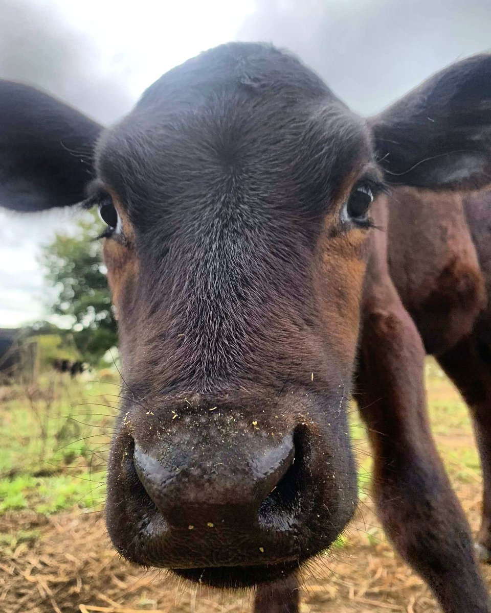 MiniTinyFarm's tweet photo. "Im not the sweet girl next door, im the crazy heifer down the street." 🐄 #heifer #cow #farm https://t.co/wdTght4s7f