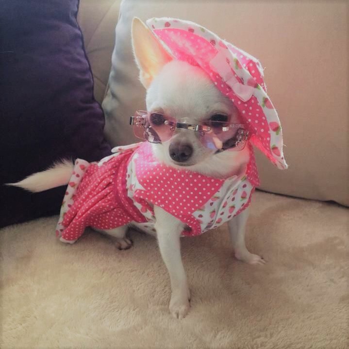 chugs_cd's tweet photo. Pretty in pink 🎀💕 https://t.co/ZEn6BwqdgY