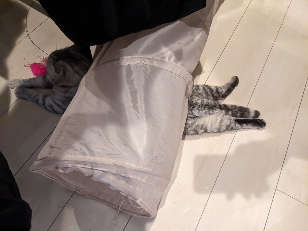猫が潰れているのかと思ったら、
猫トンネルの下敷きになっているだけだった🐈‍⬛

スリコ猫トンネルの間違った使い方🐱

#スリコ #ねこ #猫 #cat #こねこ #マンチカン #スコティッシュフォールド #猫のいる暮らし #猫好き