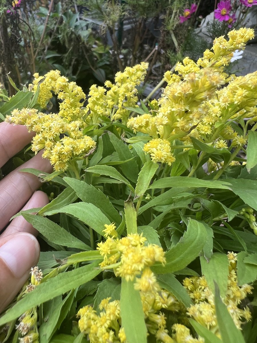 Maryamhasnaa's tweet photo. Todays medicine: Goldenrod helps you find your backbone by fortifying presence through your spine, central channel and all of your chakras. This alignment is required for sovereignty, individuality and living your own truth, despite circumstances and external pressure to conform. https://t.co/1eUPjrGlB4
