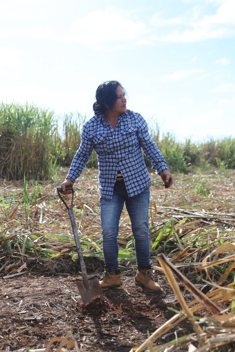 Will_j_costa's tweet photo. Dig for bodies of 10 victims of Paraguay's Stroessner dictatorship began today in Caaguazú. Apolonia Flores, survivor of the 1980 "Caso Caaguazú", is among survivors and relatives on site to carry out search. 12 at the time, she was shot 6 times and labelled "child guerrillera". https://t.co/XKlEi8ADYC