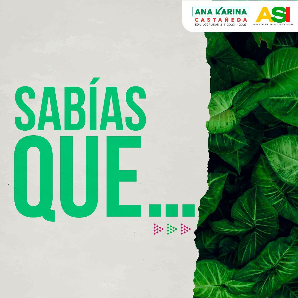 AnaKaCasta's tweet photo. #𝐃í𝐚𝐌𝐮𝐧𝐝𝐢𝐚𝐥𝐃𝐞𝐥Á𝐫𝐛𝐨𝐥
¡Hey!✋
¿Qué estás haciendo para no impactar negativamente en los árboles🌱?
Lee el post y crea hábitos más amigables con estas plantas leñosas🌳 que tanto bien nos hacen.
#EdilLocalidad2 #SeanosLaVoz #AnaKPorLaHistórica #Siembra #Planta https://t.co/6Lt88hmOes