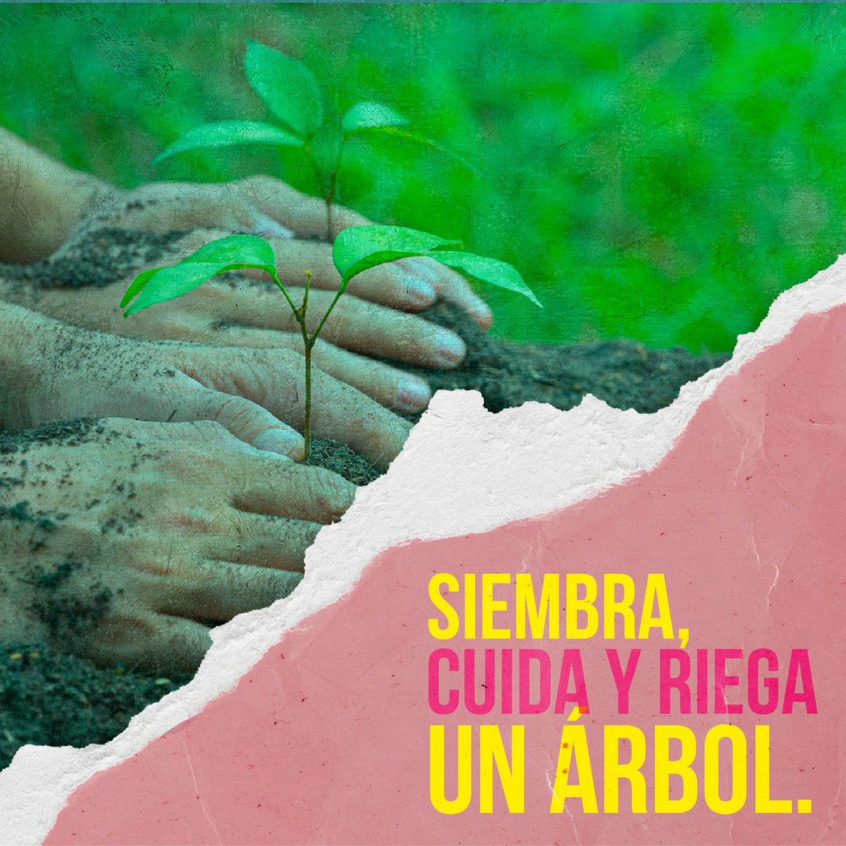 AnaKaCasta's tweet photo. #𝐃í𝐚𝐌𝐮𝐧𝐝𝐢𝐚𝐥𝐃𝐞𝐥Á𝐫𝐛𝐨𝐥
¡Hey!✋
¿Qué estás haciendo para no impactar negativamente en los árboles🌱?
Lee el post y crea hábitos más amigables con estas plantas leñosas🌳 que tanto bien nos hacen.
#EdilLocalidad2 #SeanosLaVoz #AnaKPorLaHistórica #Siembra #Planta https://t.co/6Lt88hmOes