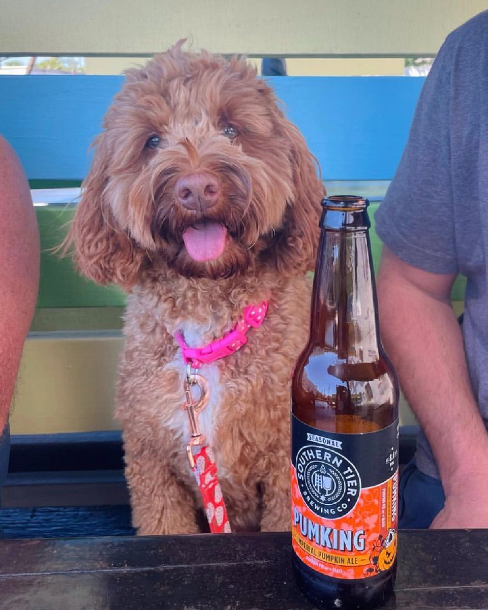 stbcbeer's tweet photo. Having a ruff week? We hope that these Pumking Pups brighten up your day!
#ruleon #pumking #stbcbeer https://t.co/dzwIOlkeLU