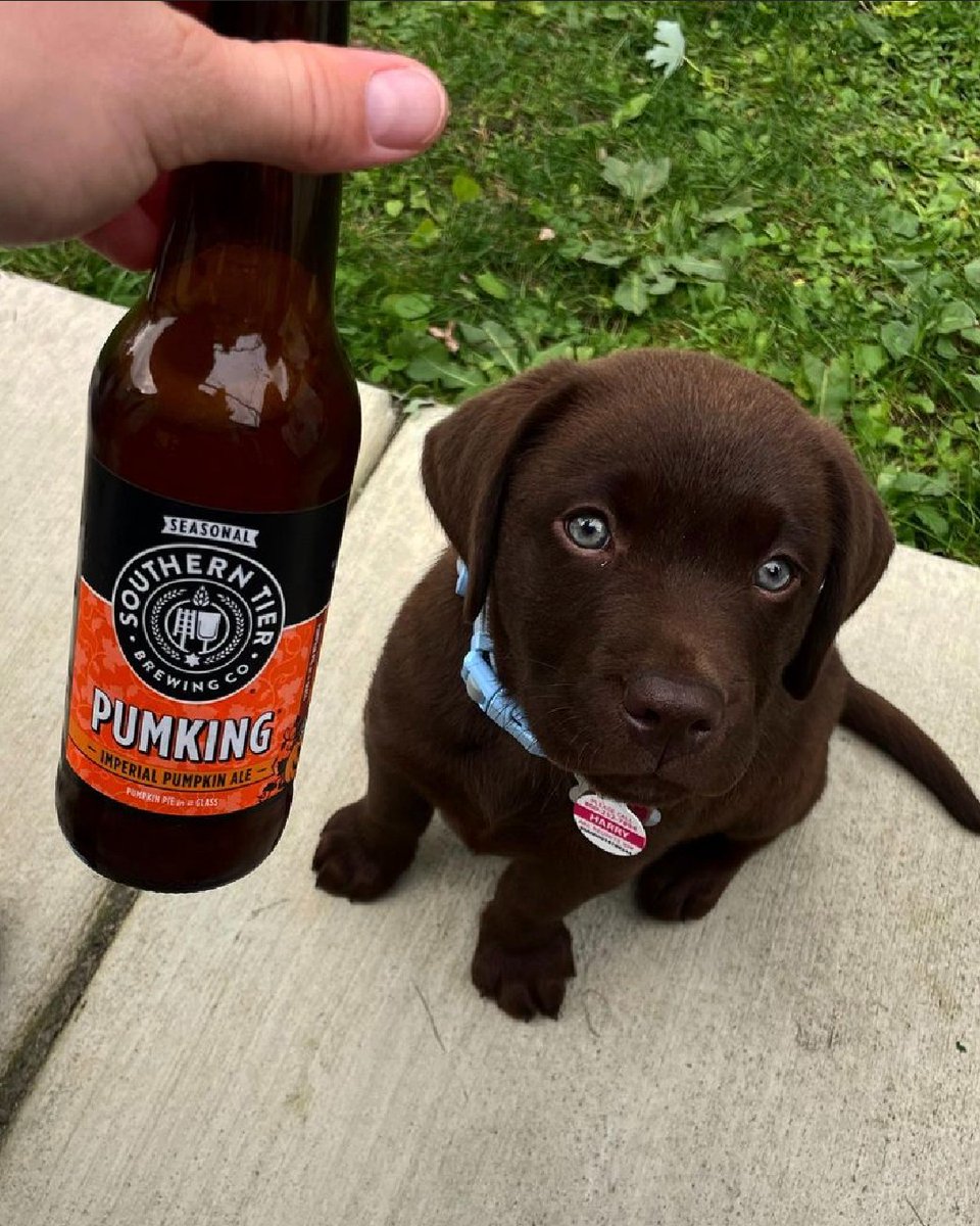 stbcbeer's tweet photo. Having a ruff week? We hope that these Pumking Pups brighten up your day!
#ruleon #pumking #stbcbeer https://t.co/dzwIOlkeLU
