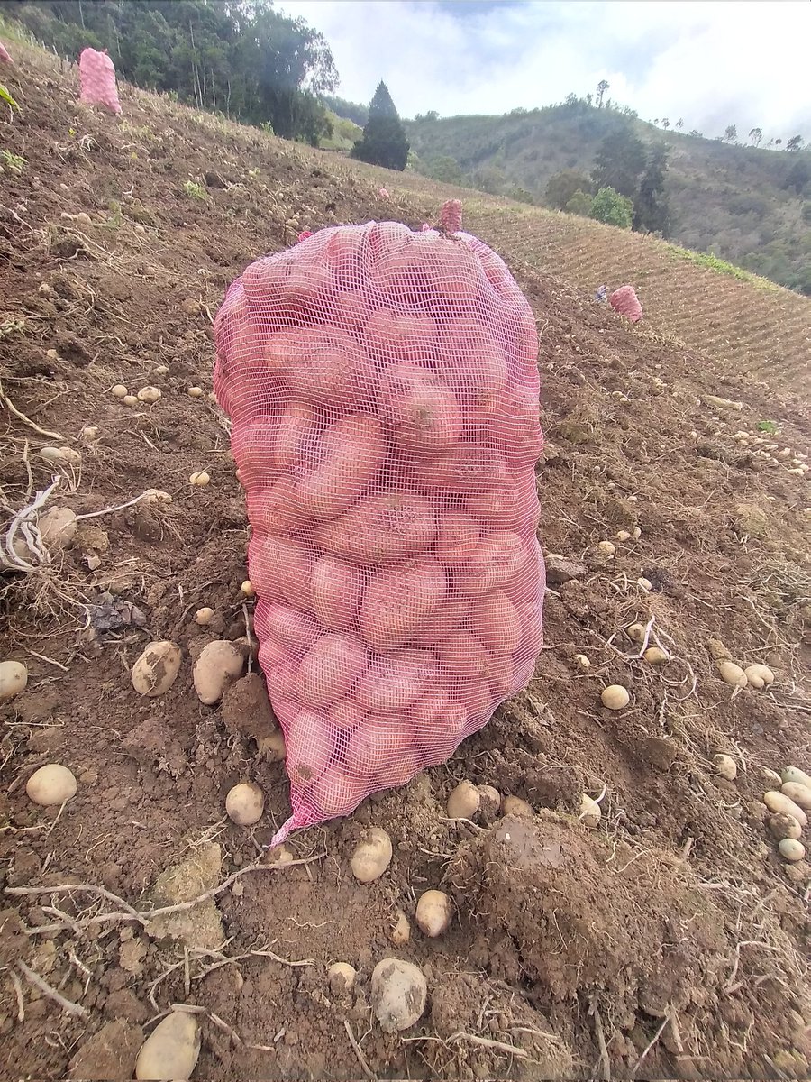 PepitaMontero's tweet photo. @ConfepapaVe @ElGaban1106
@LuisOrtiz27
@gersy06grita
#TercosDelCampoVzla 🇻🇪
#PapaVenezolana
Llena de gozo les comparto las labores de cosecha de la flia Ruiz Rosales, desde Guaraque, quienes ponen la vida, sus fuerzas en sacar adelante su labor.
#Fabricio
#Apios
#QuesoAhumado https://t.co/uP1U3ZhPjx
