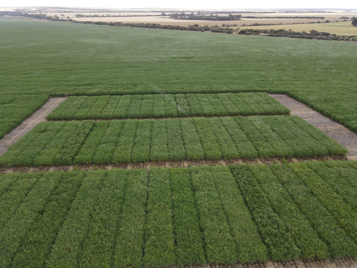 GRDC National Variety Trials (NVT) tweet media
