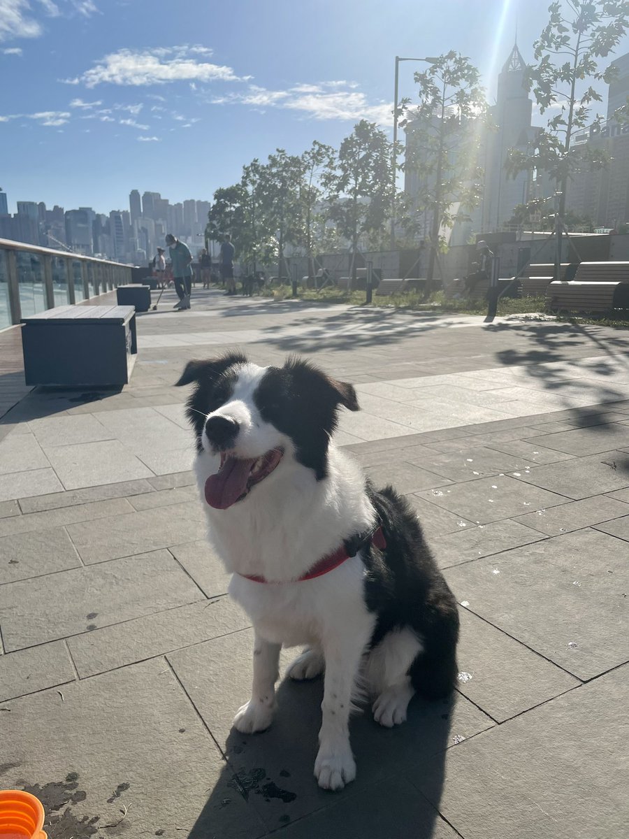 おはようございます☀
今日もるみこは元気です
#dogsoftwitter #twitterdogcommunity #dog #bordercollie #犬のいる生活
