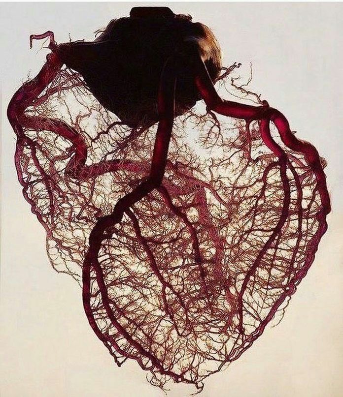 Innov_Medicine's tweet photo. Vascularization of the heart
#Cardiotwitter #MedTwitter https://t.co/mfyO4uU88q