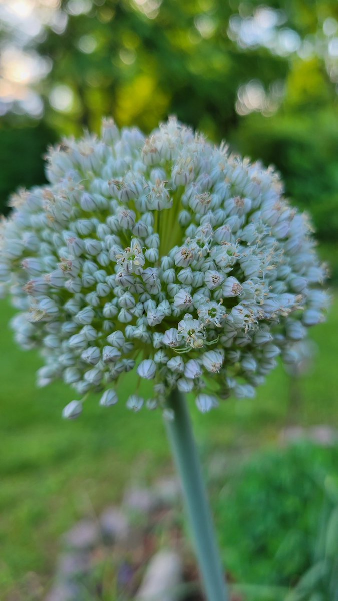 JeffreyScott17's tweet photo. 👉 Alliums are one of my favorites!
I have mostly purple, but you know I have to have white dotted here and there!
#Snowball #Allium #Gardening #RoundFlowers #WhiteFlowers #Perennial #Plants #Bulbs #SnowballAlliums #Grow #Whimsical #JeffreyScott #JeffreysLittleVilla #JLV https://t.co/iCfatNWOXv