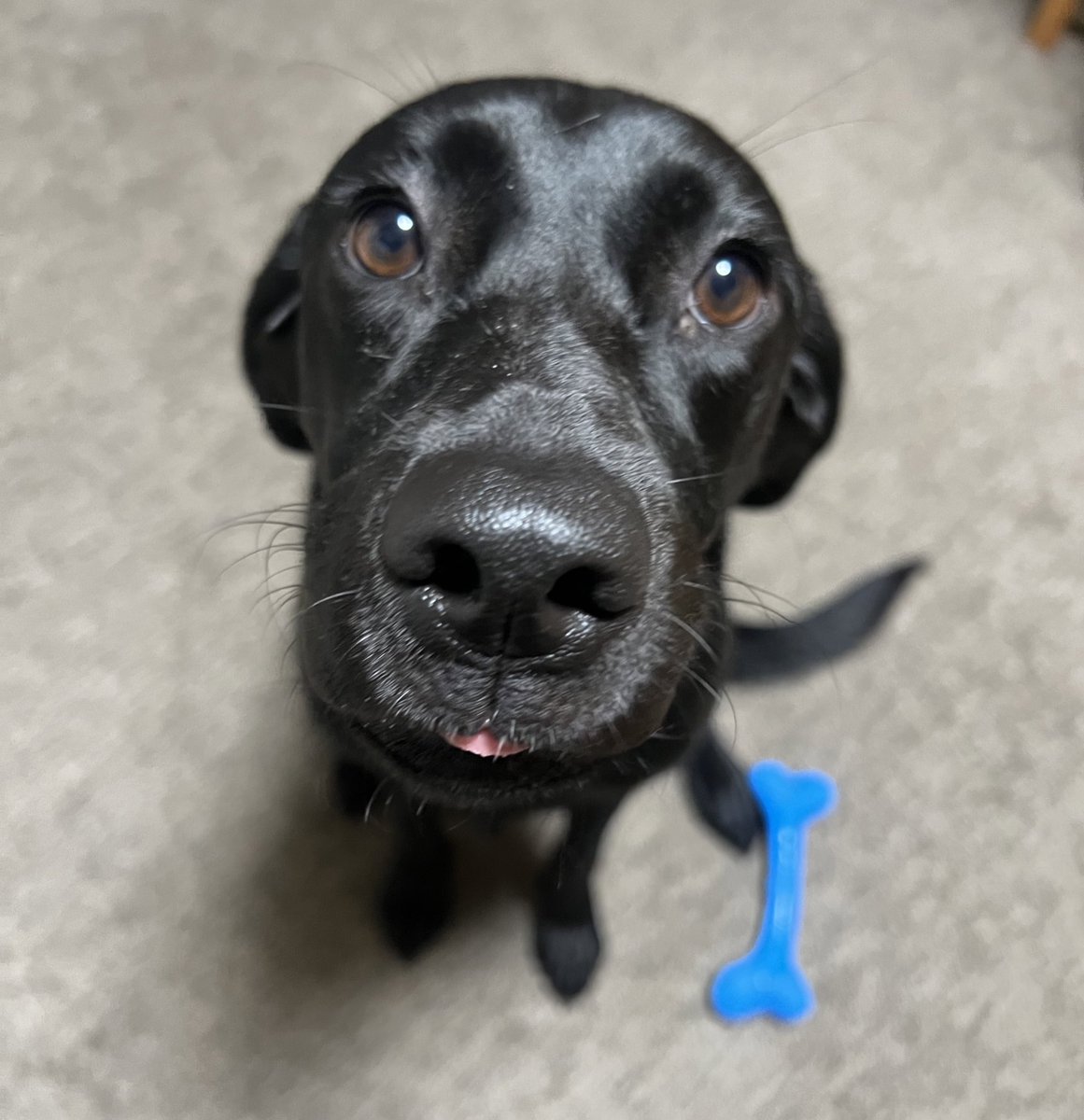 おはようございます☀
本日の嬉耳（舌ペロver）です。

#ラブラドールレトリバー　#黒ラブのいる暮らし