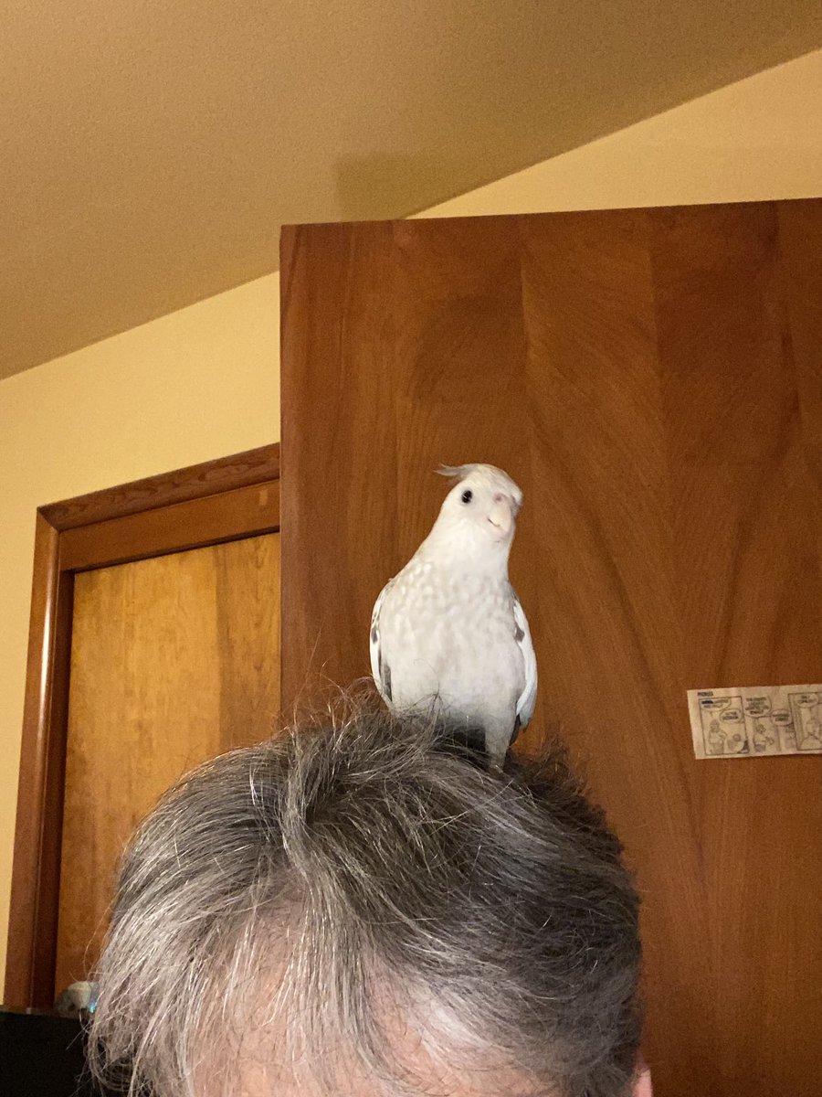 PearltheFlyGirl's tweet photo. Head riding https://t.co/L8Lm5ihnaM