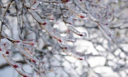 ViVi Tong tweet media